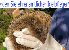 Werden Sie ehrenamtlicher Igelpfleger*in
