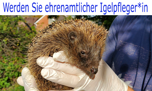Werden Sie ehrenamtlicher Igelpfleger*in
