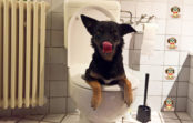 Die liebe Not mit dem Hundekot!