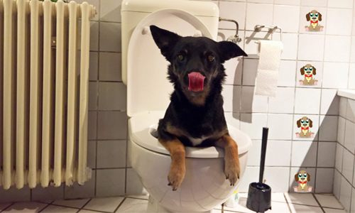 Die liebe Not mit dem Hundekot!