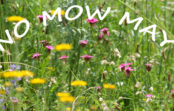 No Mow May