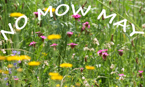 No Mow May