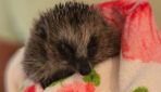 Super Einsatz für kranke Igel Super Einsatz für kranke Igel