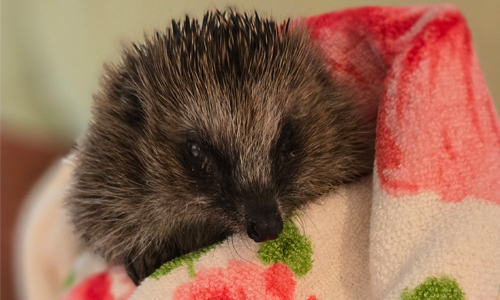 Super Einsatz für kranke Igel